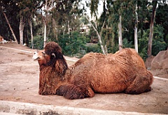 1995 - USA 069 (Zoo de San Diego)